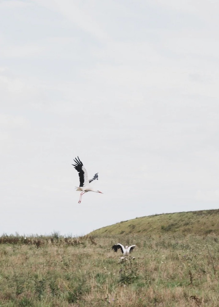 Storch landet auf einer Wiese, Drykorn-Kampagne FS/SS 21 auf der SiHo Ranch
