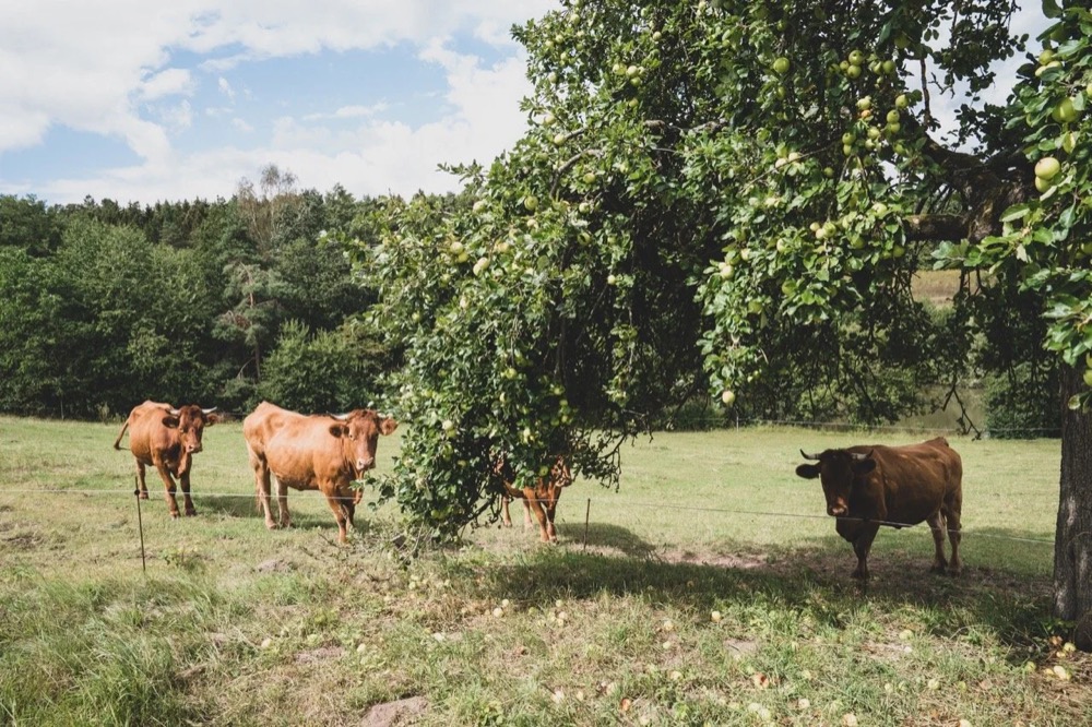 Kühe grasen auf einer Weide, Drykorn-Kampagne FS/SS 21 auf der SiHo Ranch