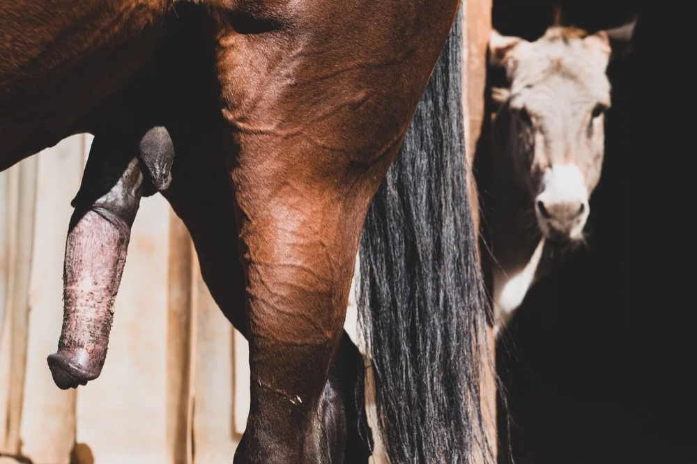 Nahaufnahme eines Pferdes und eines Models im Stall, Drykorn-Kampagne FS/SS 21 auf der SiHo Ranch