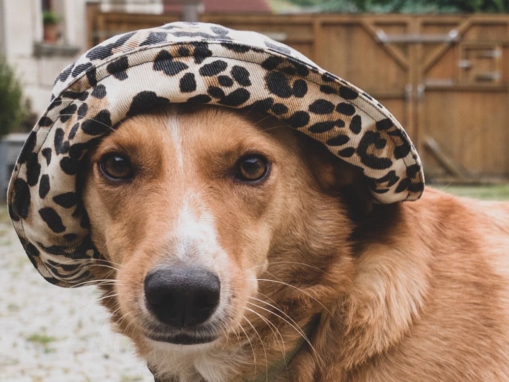 Hund mit Leopardenmütze, Drykorn-Kampagne FS/SS 21 auf der SiHo Ranch