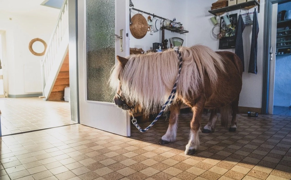Schwein steht in einer Bauernhausküche, Drykorn-Kampagne FS/SS 21 auf der SiHo Ranch