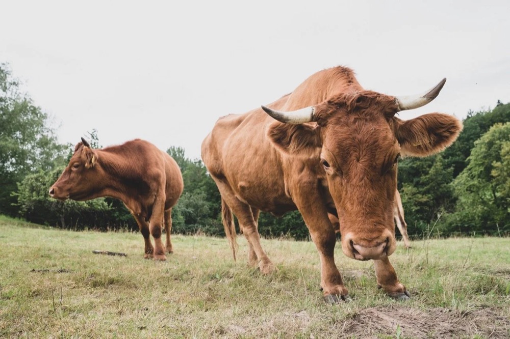 Kühe mit Hörnern auf einer Weide, Drykorn-Kampagne FS/SS 21 auf der SiHo Ranch