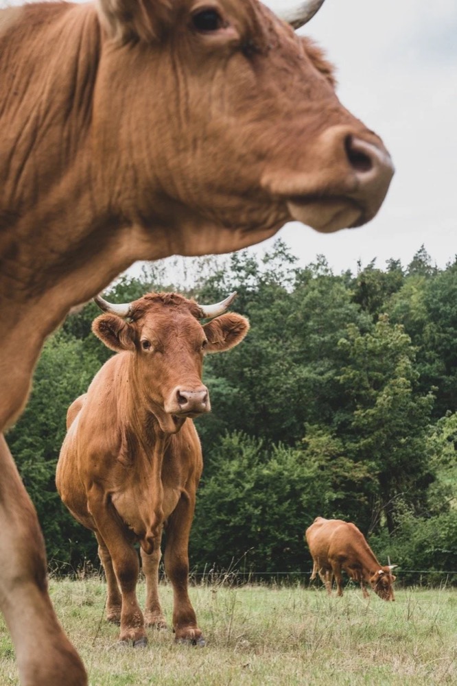 Kuh auf einer Wiese, Nahaufnahme, Drykorn-Kampagne FS/SS 21 auf der SiHo Ranch