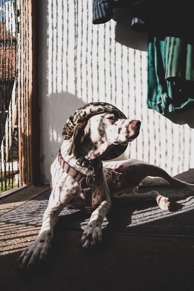 Hund liegt in der Sonne auf einem Holzboden, Drykorn-Kampagne FS/SS 21 auf der SiHo Ranch