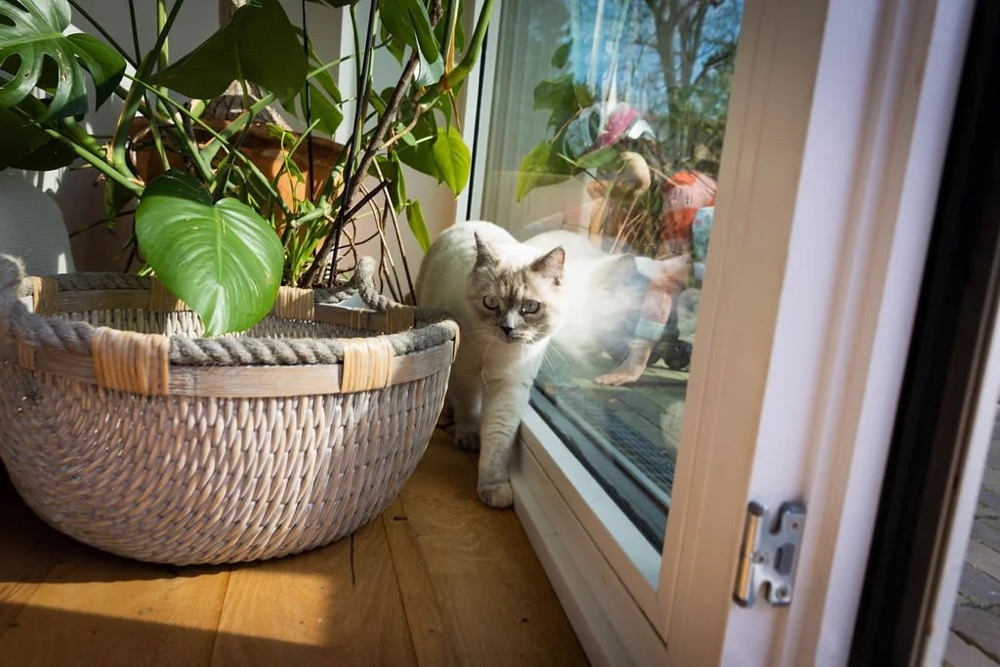Pflanzen und ein Hund an einem sonnigen Fenster, Bespoke-Shooting für ING